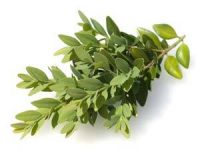 trauerfloristik-blumenkunde-Buchsbaum-Buxus-sempervirens Pflanzen und Blumen der Trauerfloristik