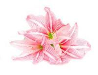 trauerfloristik-blumenkunde-amaryllis-amaryllidaceae Pflanzen und Blumen der Trauerfloristik