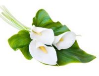 trauerfloristik-blumenkunde-calla-Calla-palustris Pflanzen und Blumen der Trauerfloristik