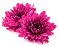 trauerfloristik-blumenkunde-chrysanthemen-chrysanthemum Pflanzen und Blumen der Trauerfloristik
