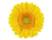 trauerfloristik-blumenkunde-gerbera Pflanzen und Blumen der Trauerfloristik