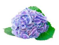 trauerfloristik-blumenkunde-hortensien-hydrangea Pflanzen und Blumen der Trauerfloristik