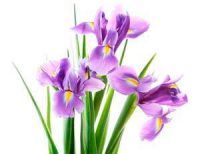 trauerfloristik-blumenkunde-iris-Iridoideae Pflanzen und Blumen der Trauerfloristik