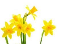 trauerfloristik-blumenkunde-osterglocken-Narcissus-pseudonarcissus Pflanzen und Blumen der Trauerfloristik