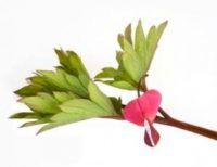 trauerfloristik-blumenkunde-traenendes-herz-Dicentra-spectabilis Pflanzen und Blumen der Trauerfloristik