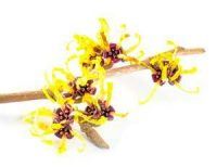 trauerfloristik-blumenkunde-zaubernuss-hamamelis-mollis Pflanzen und Blumen der Trauerfloristik